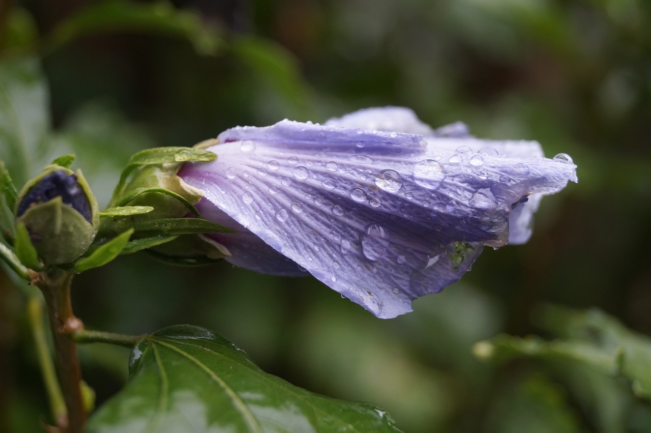 flower drip purple free photo