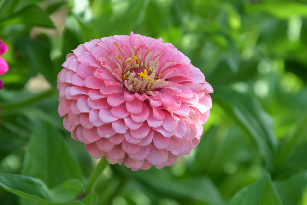 flower  flower dahlia  dahlia rose free photo