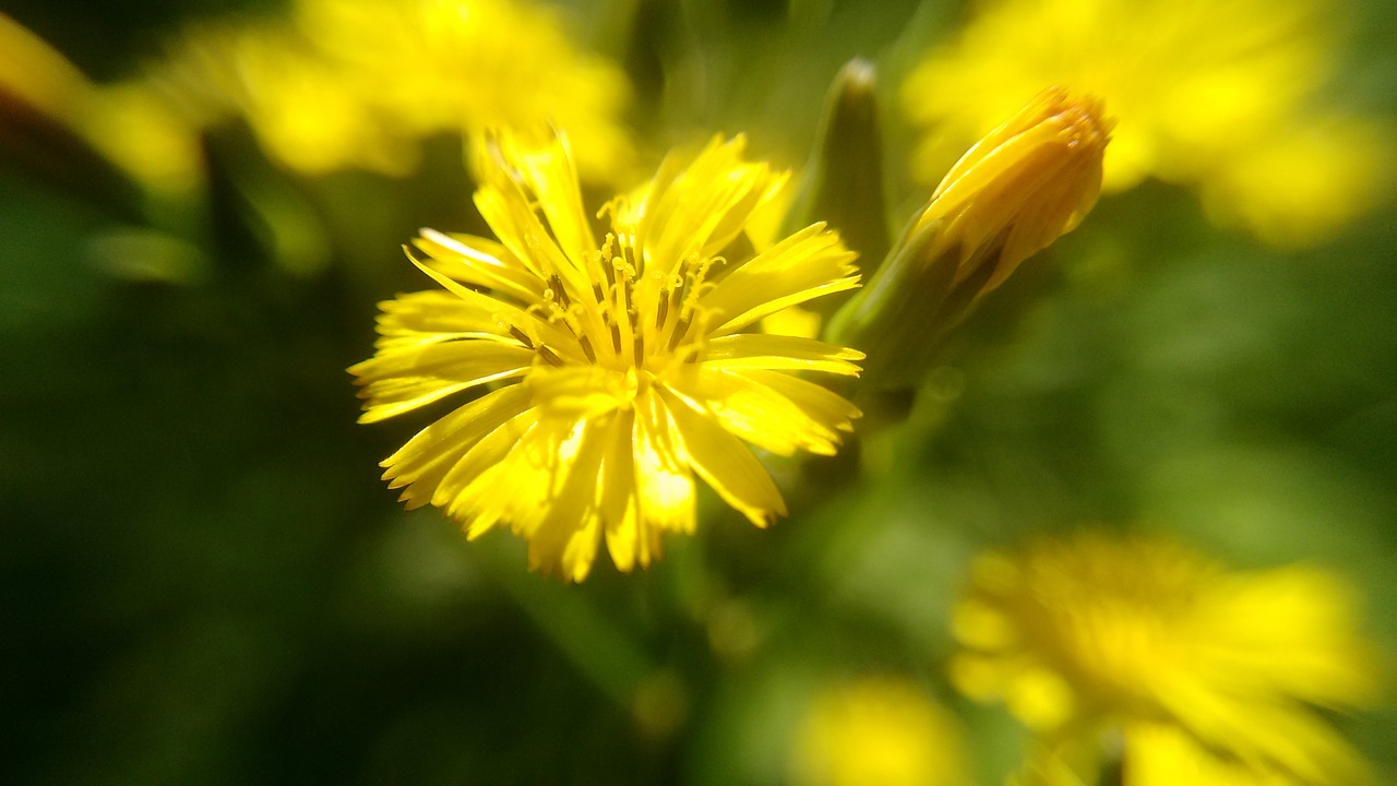 flower  iguazu  argentina free photo