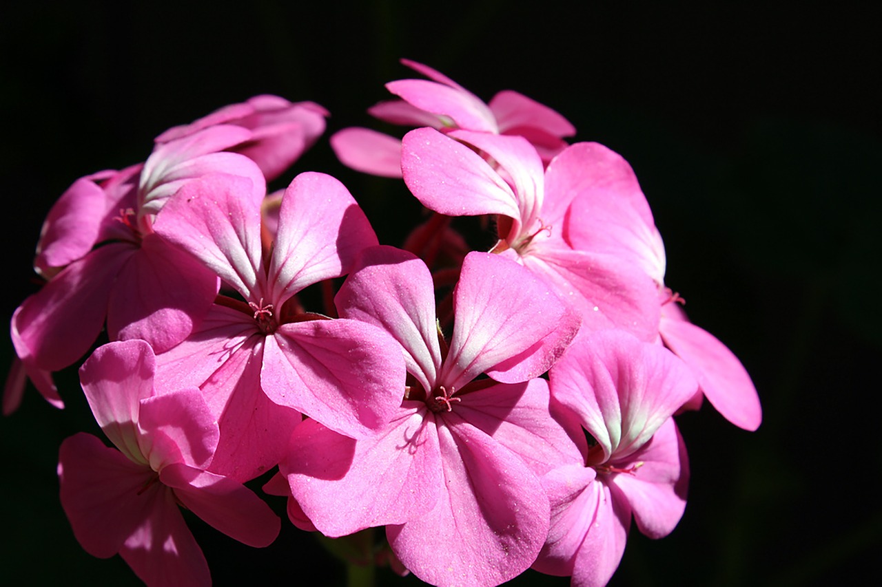 flower  pink  dark free photo