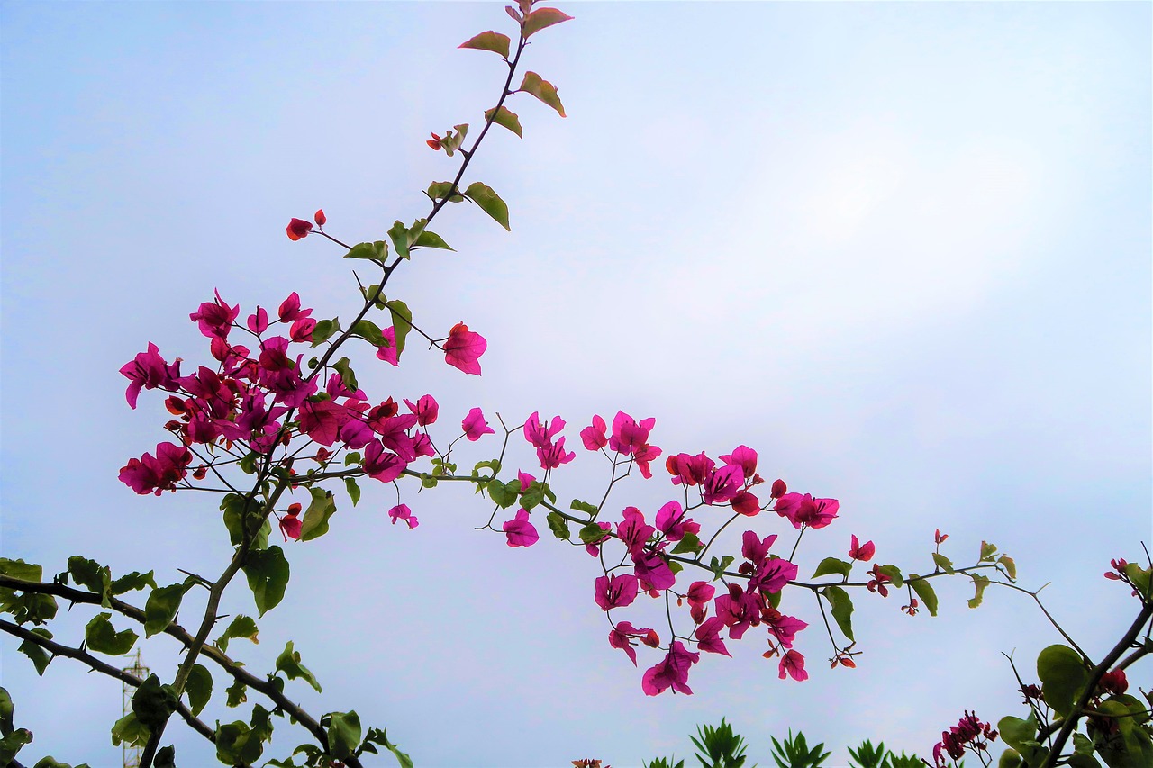 flower  pink  flowers free photo