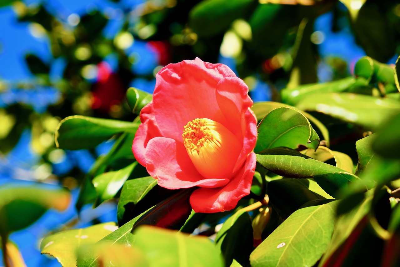 flower  pink  blue free photo