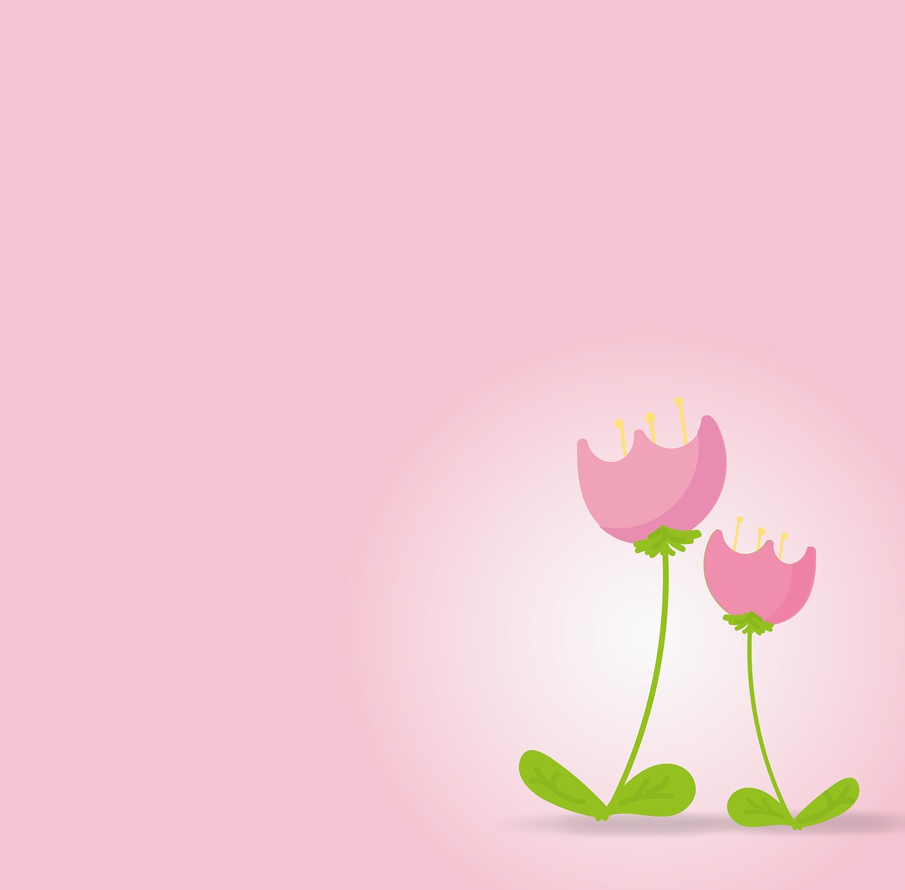 flower  tulip  background free photo