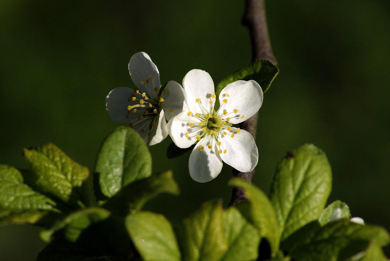 flower  white  foliage free photo