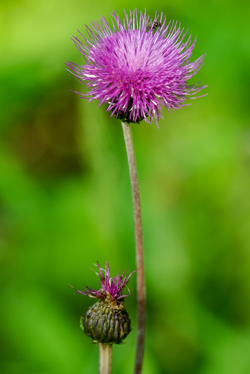 flower  nature  pink free photo