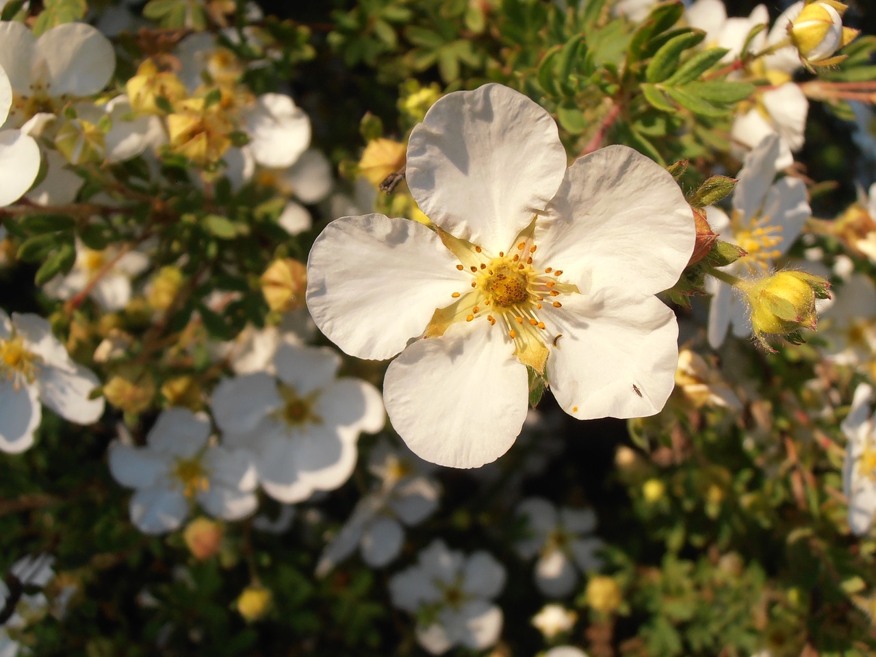 flower spring bloom free photo