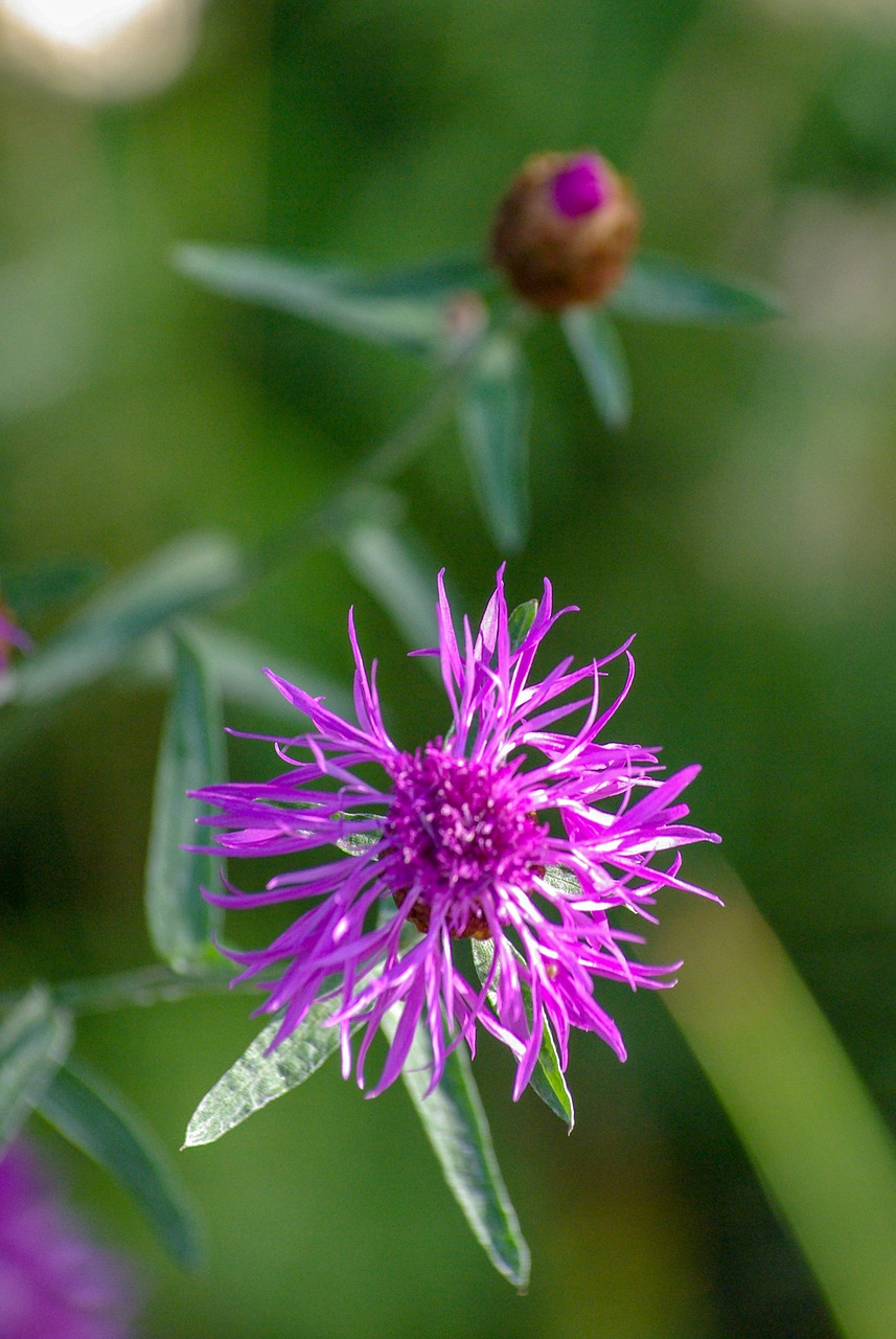 flower  bloom  plant free photo