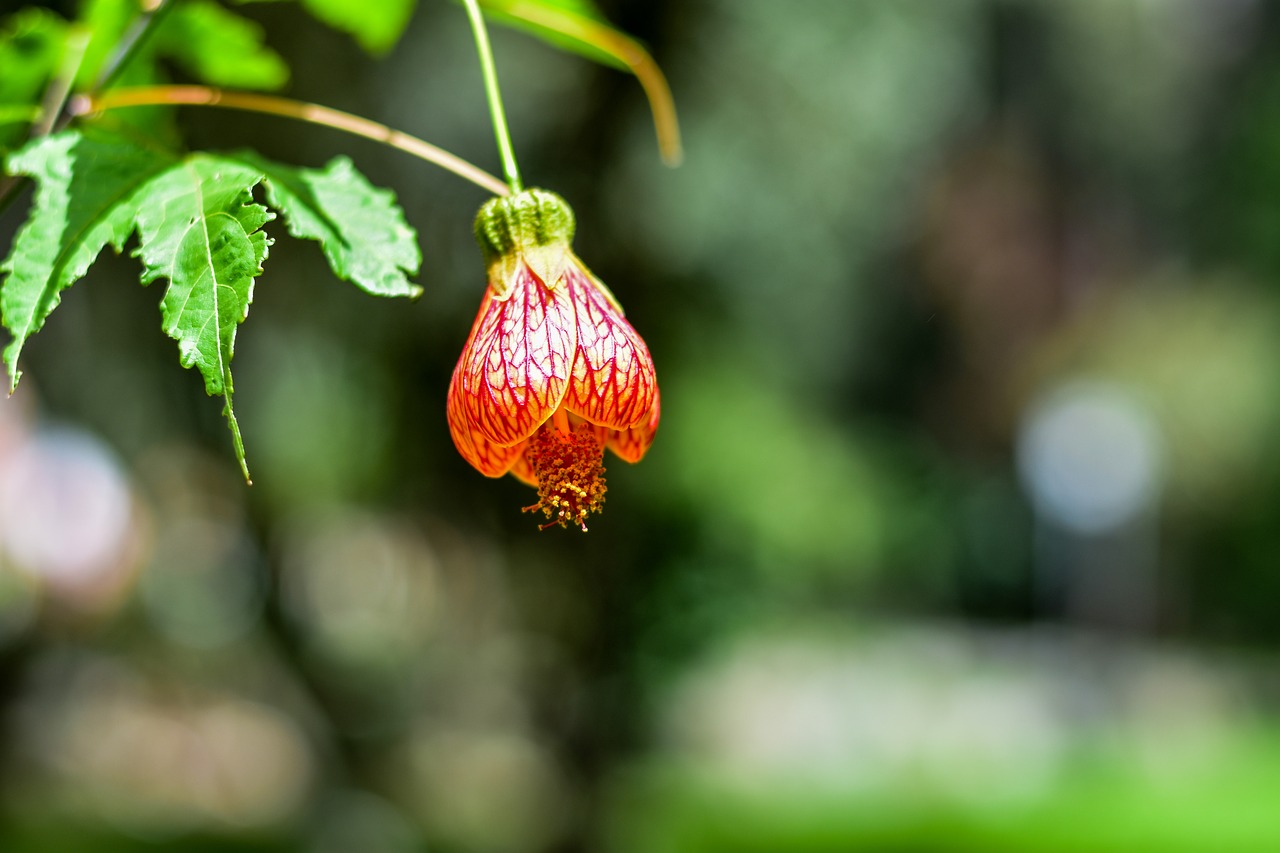 flower  beauty  plant free photo