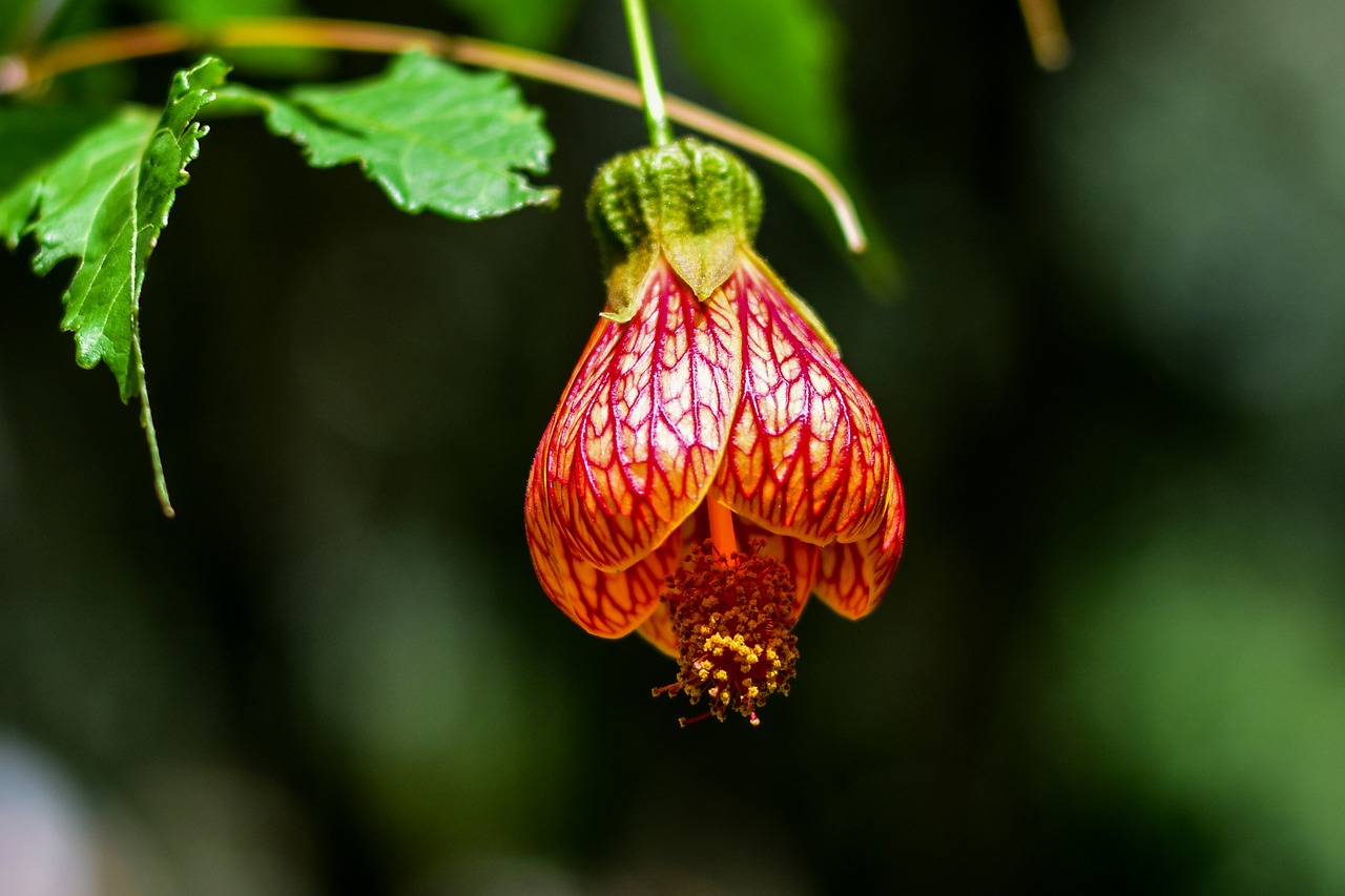 flower  beauty  plant free photo