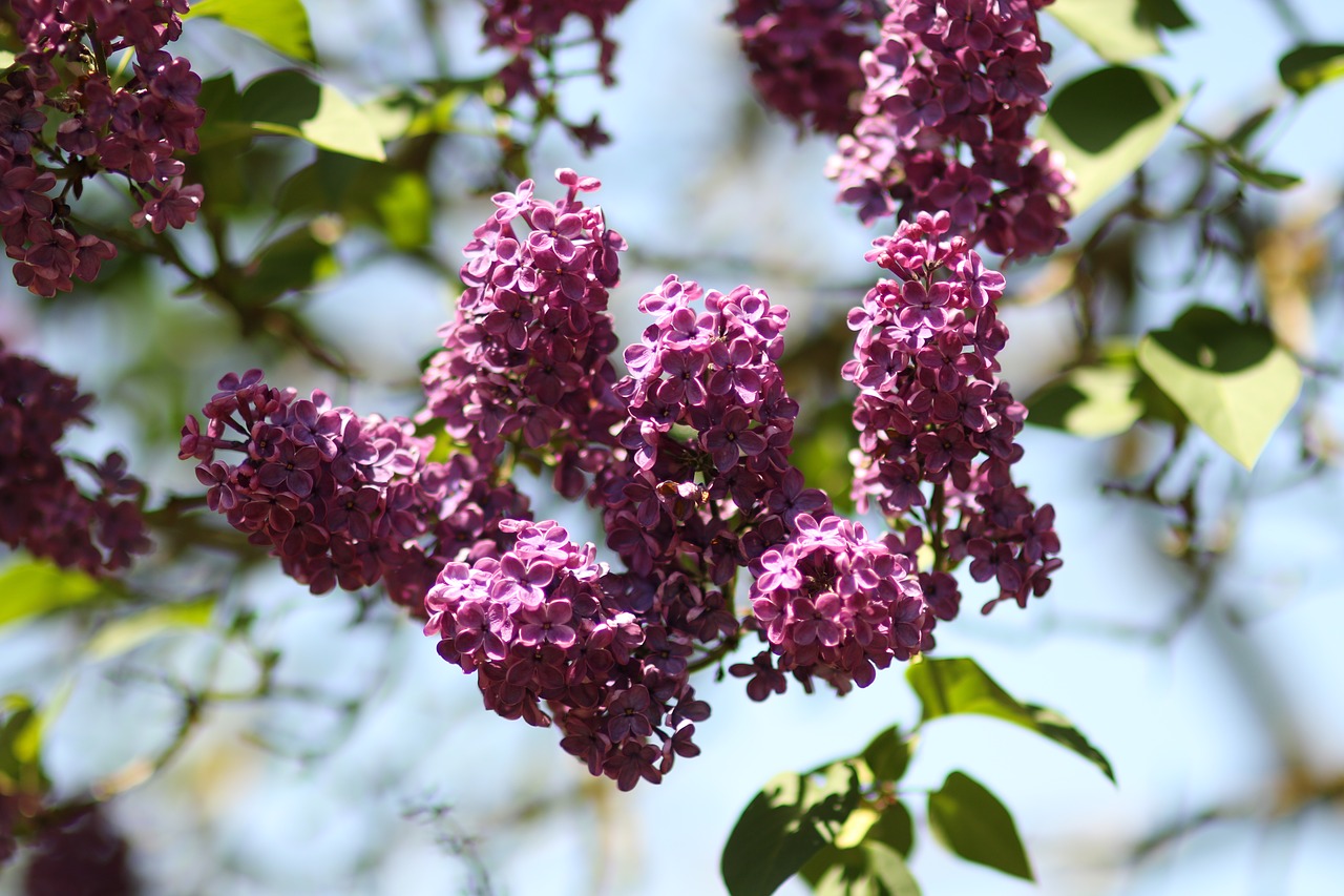 flower  lilac  s free photo