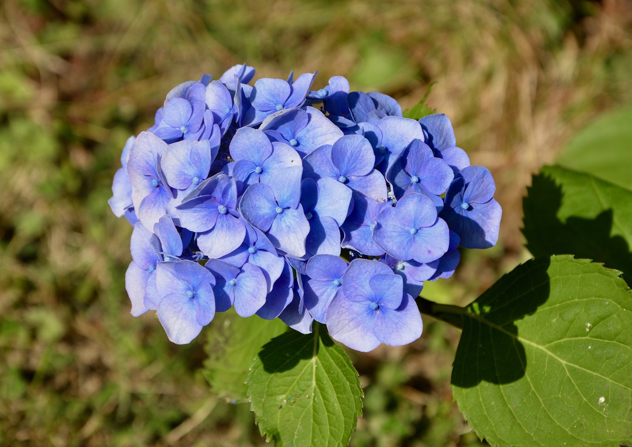 flower  flower blue color  flower hydrangea free photo