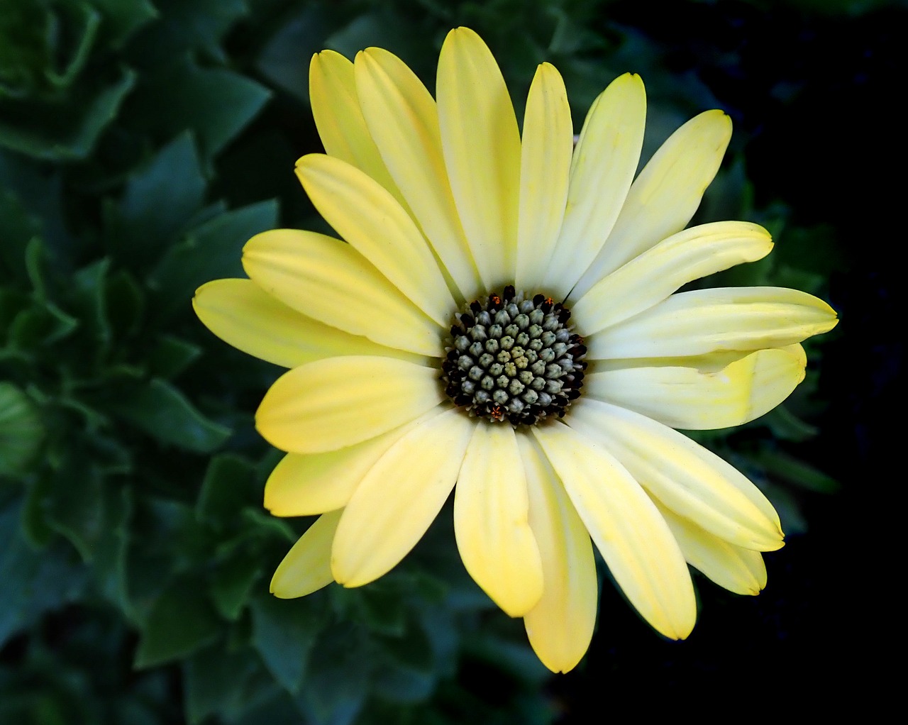 flower  yellow  daisy free photo