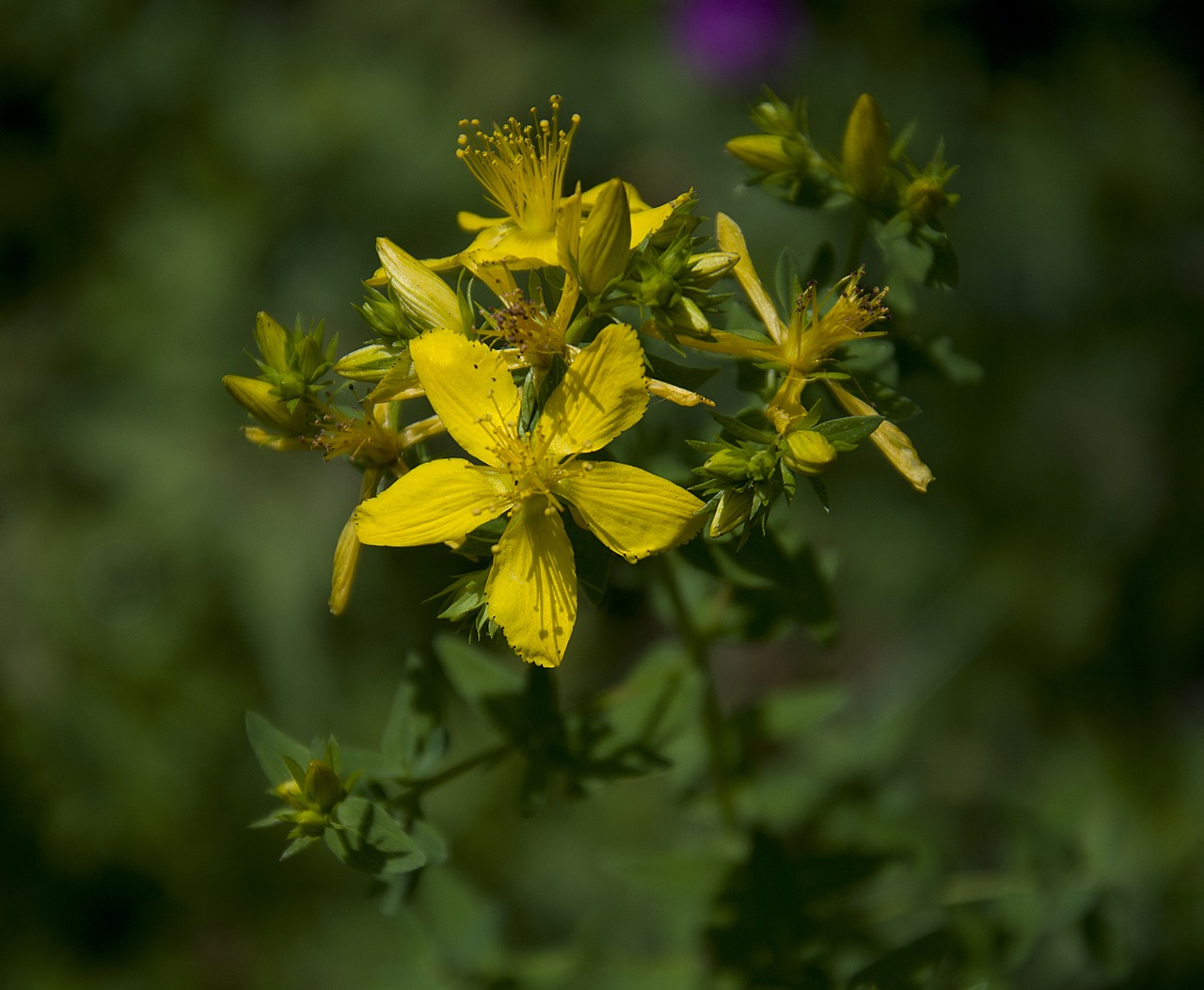 flower  nature  blossom free photo