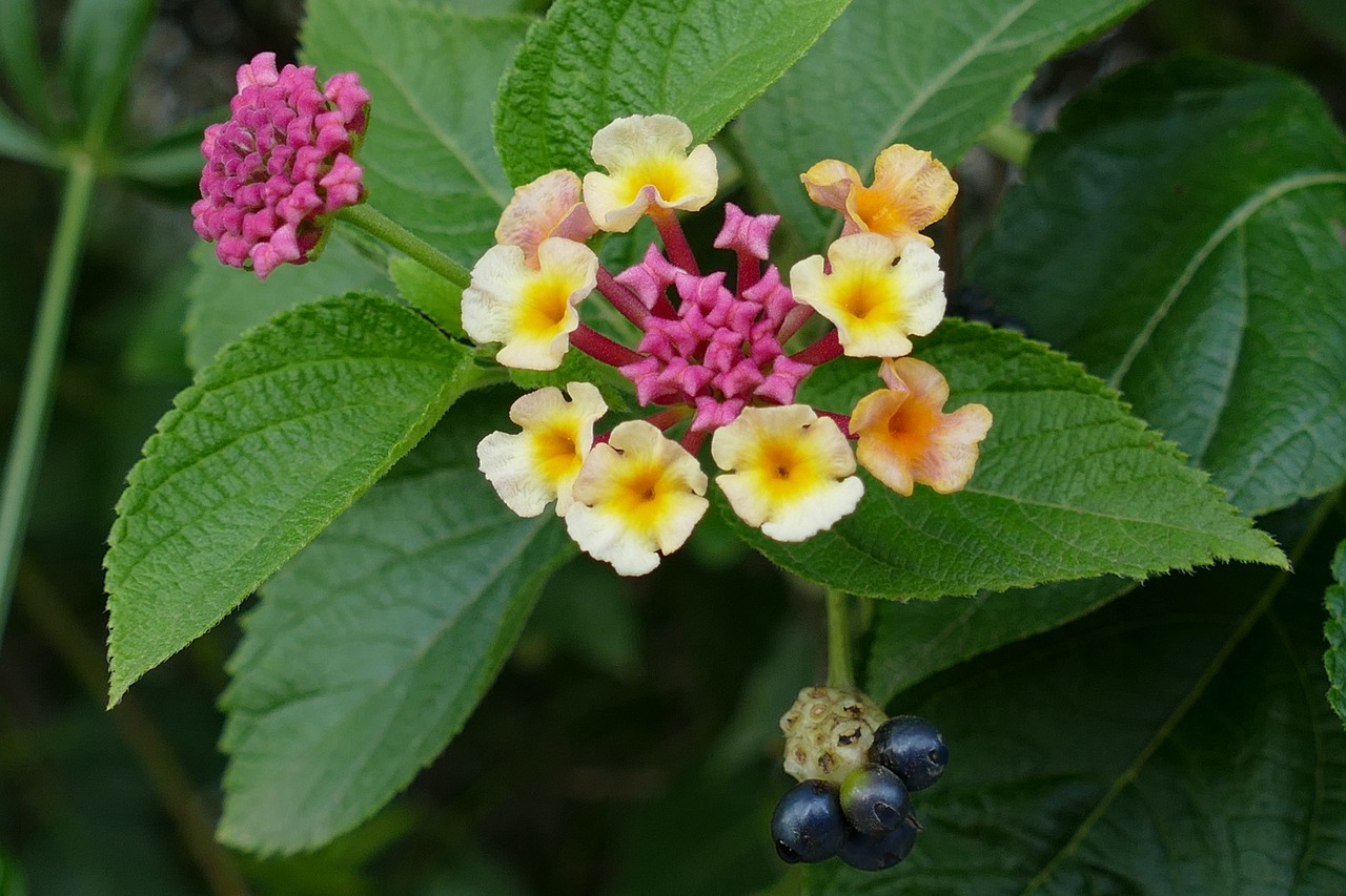 flower  plant  flora free photo