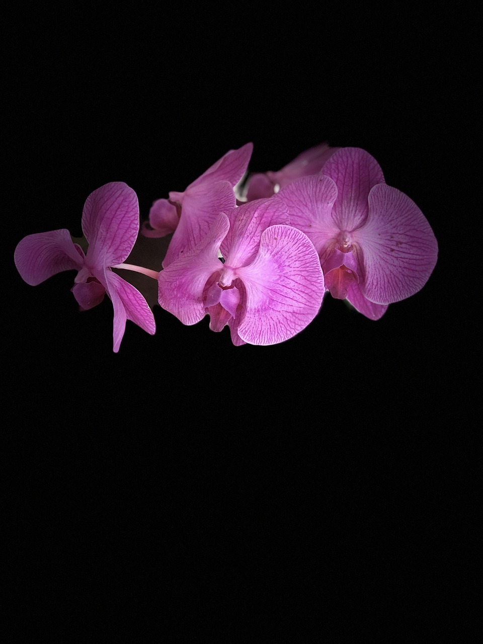 flower  orchid  plant free photo
