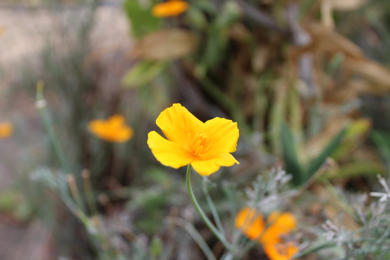 flower  field  flowers free photo