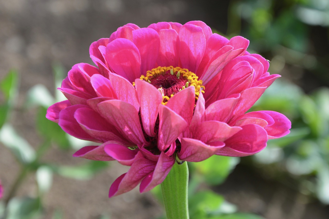 flower  flowers  flower pink petals free photo