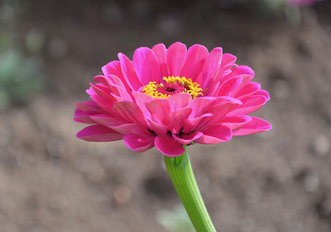 flower  flowers  flower pink petals free photo