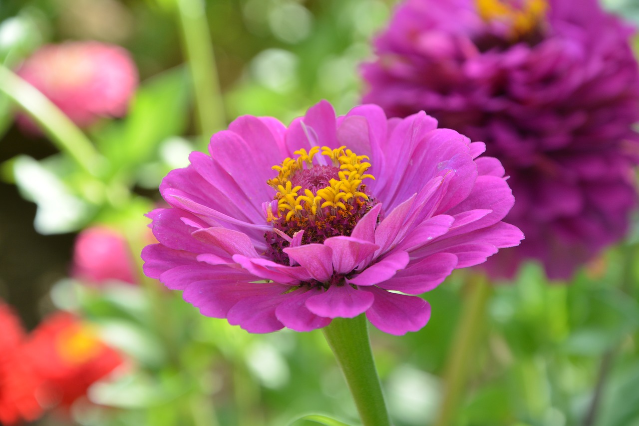 flower  flower petals color purple  bouquet free photo