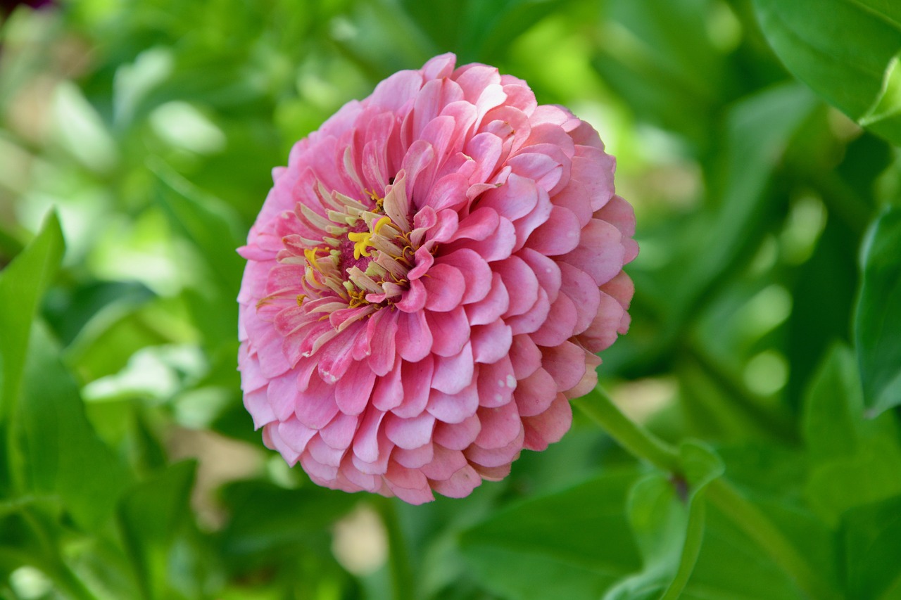 flower  flowers  flower pink petals free photo