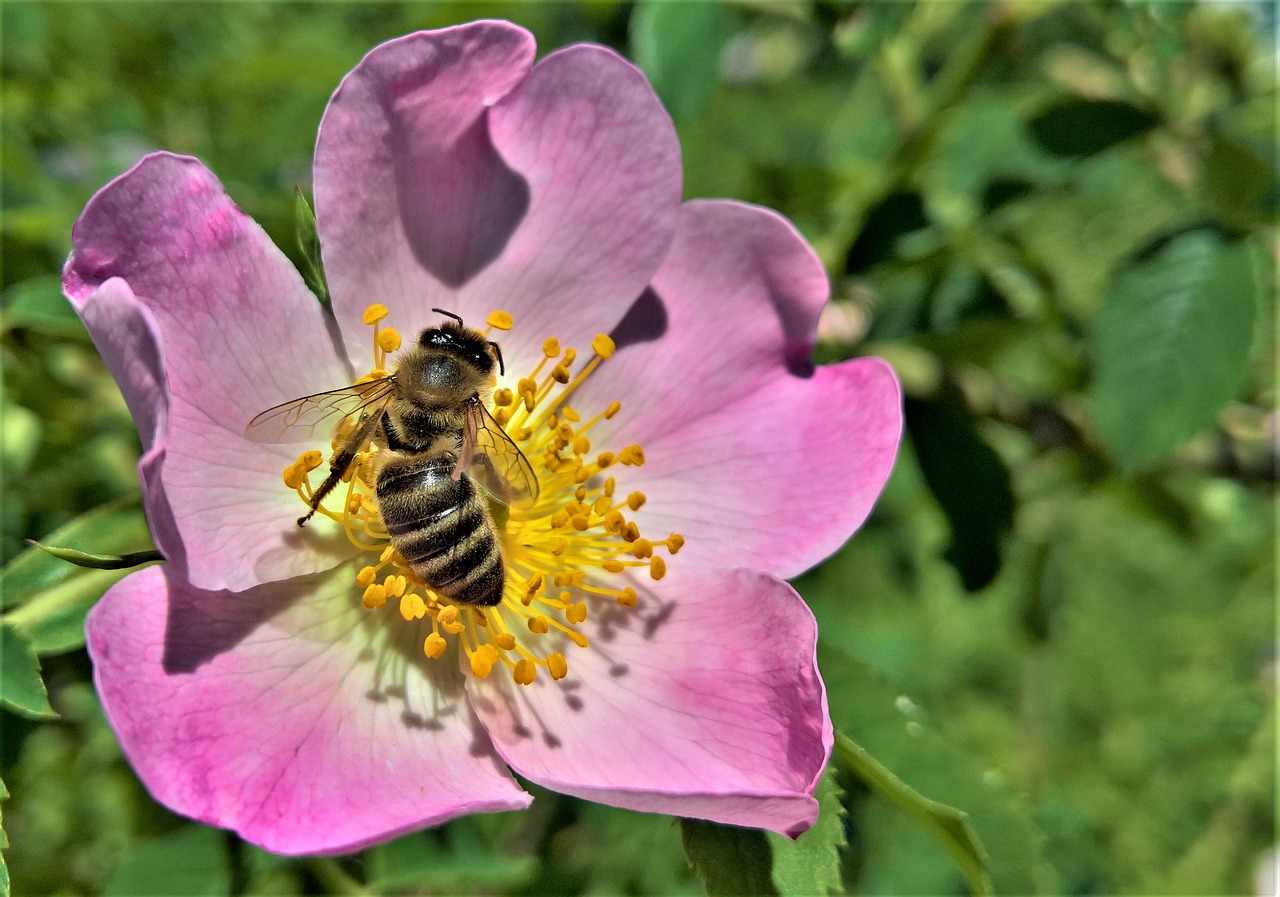 flower  bee  wild rose free photo