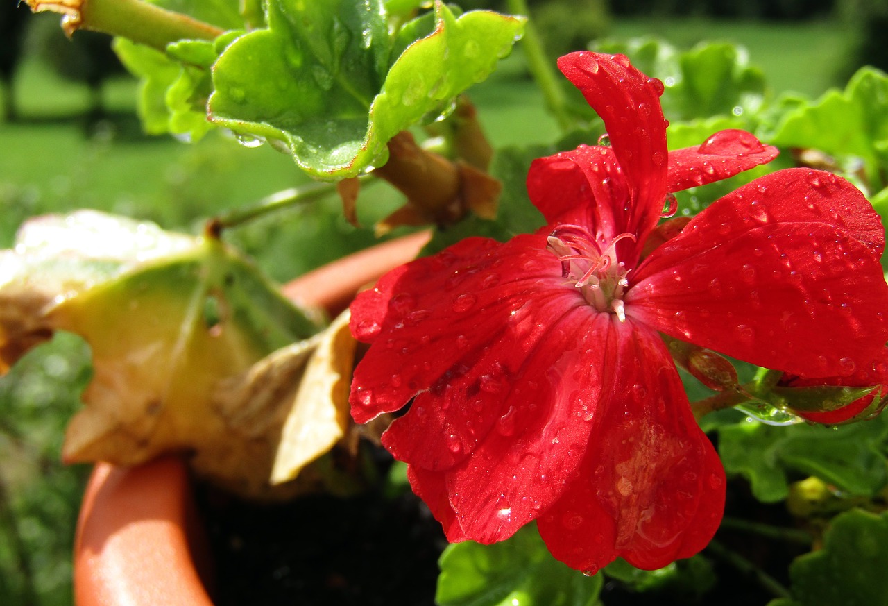 flower  plant  geraneo free photo