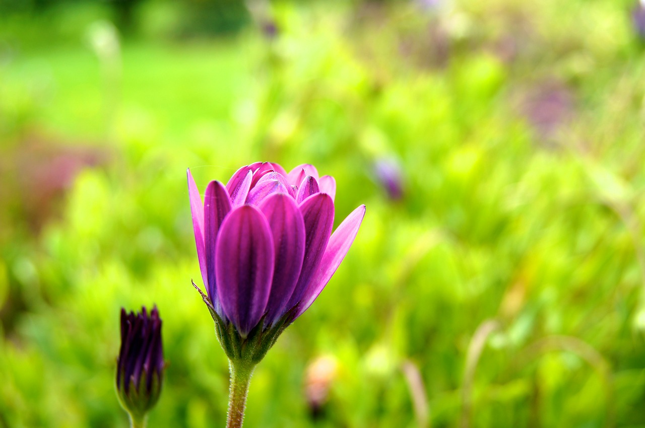 flower red flora free photo