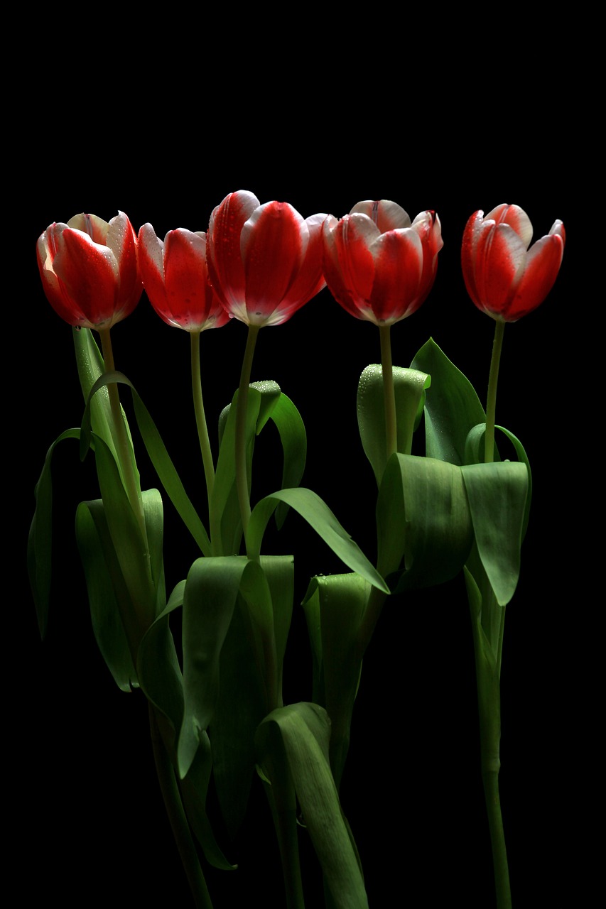 flower  tulip  tulips free photo