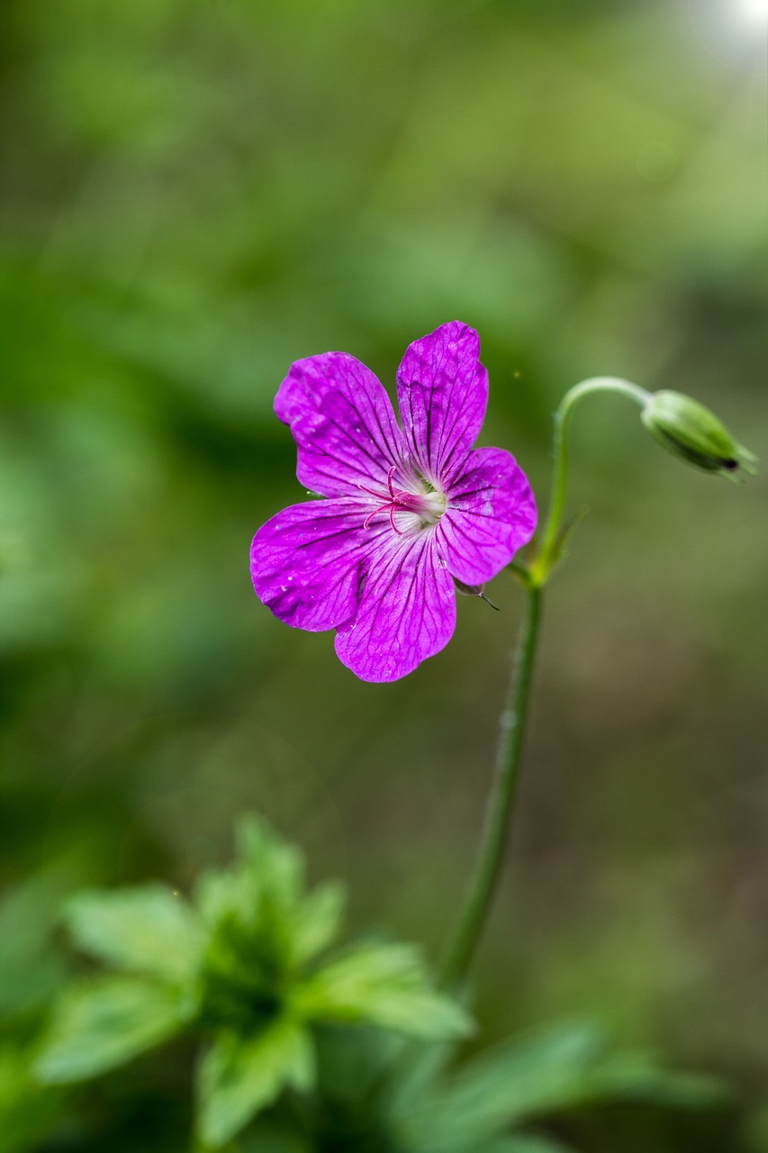 flower  macro  close up free photo