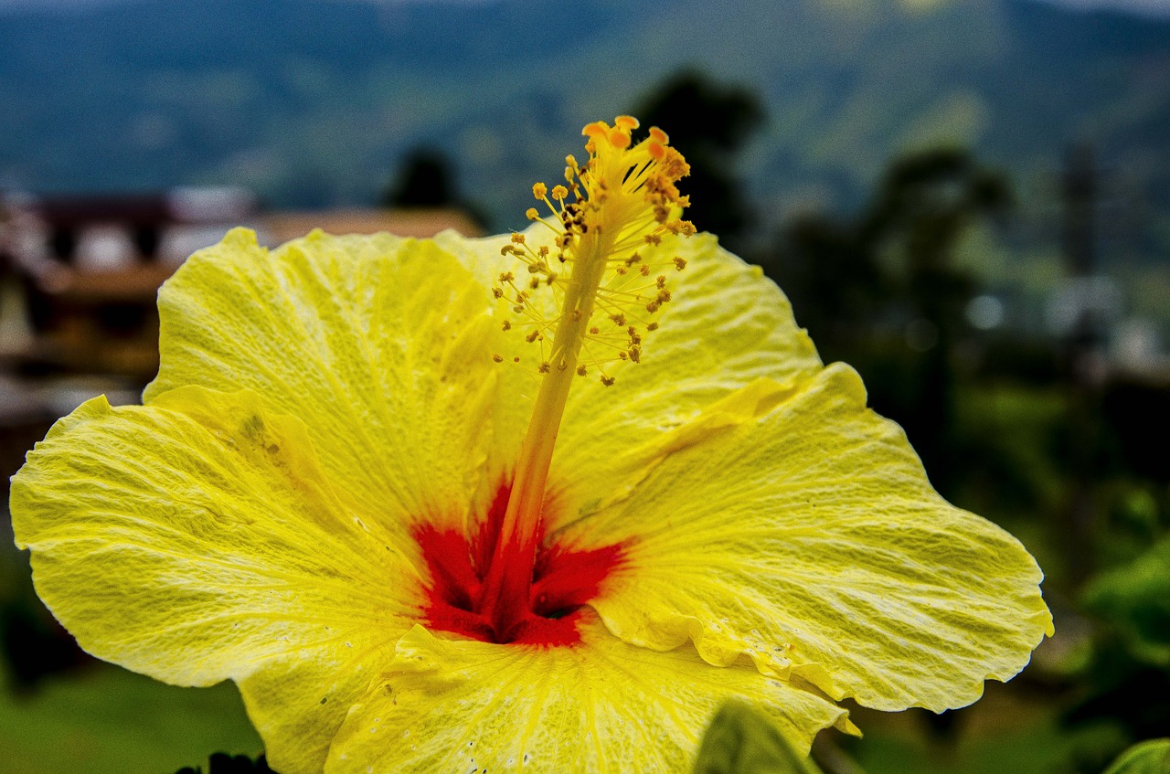 flower  nature  yellow free photo