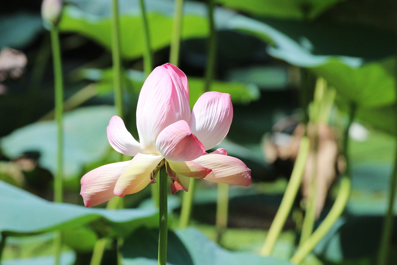 flower  lotus  stem free photo