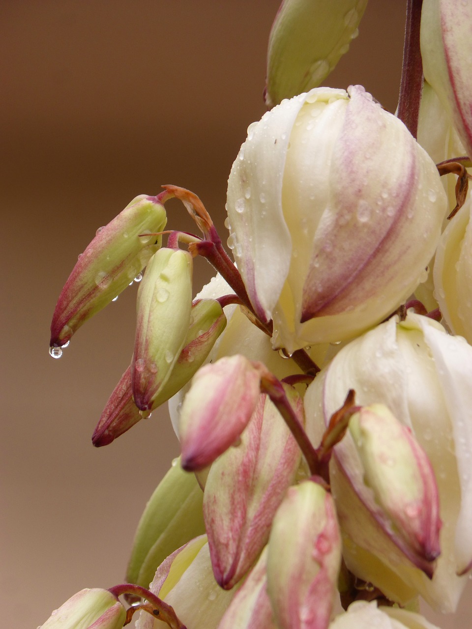 flower  cactus flower  rocio free photo