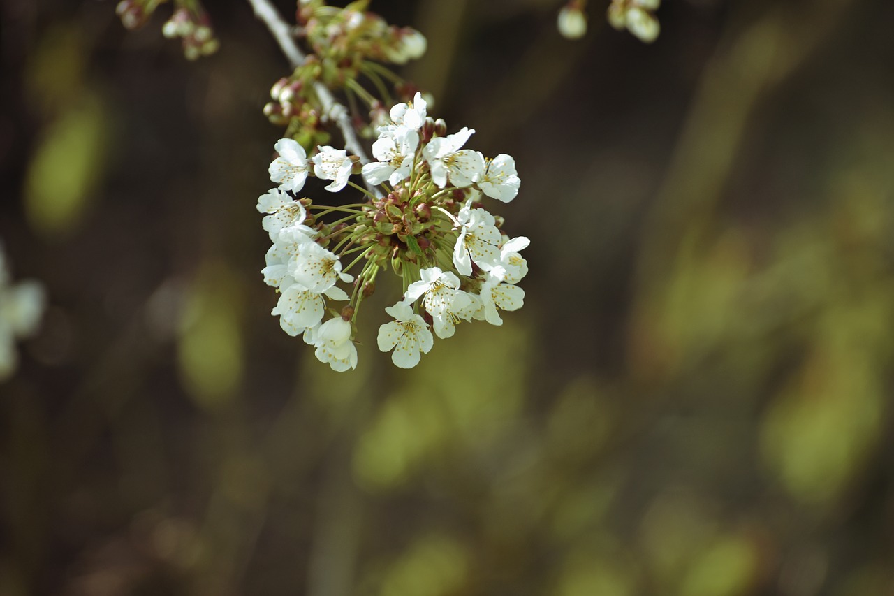 flower  blossom  spring free photo