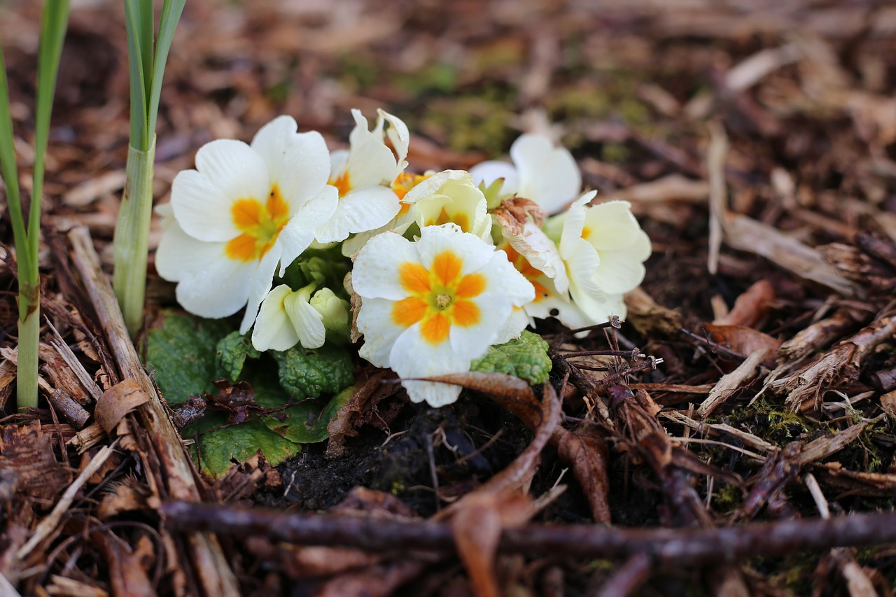 flower  nature  bloom free photo