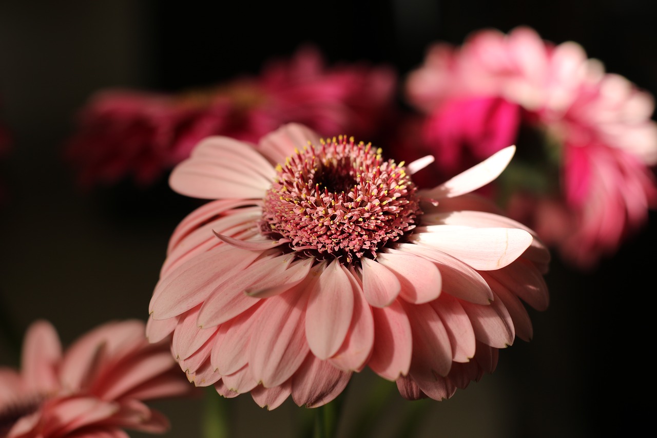 flower  gerbera  bloom free photo