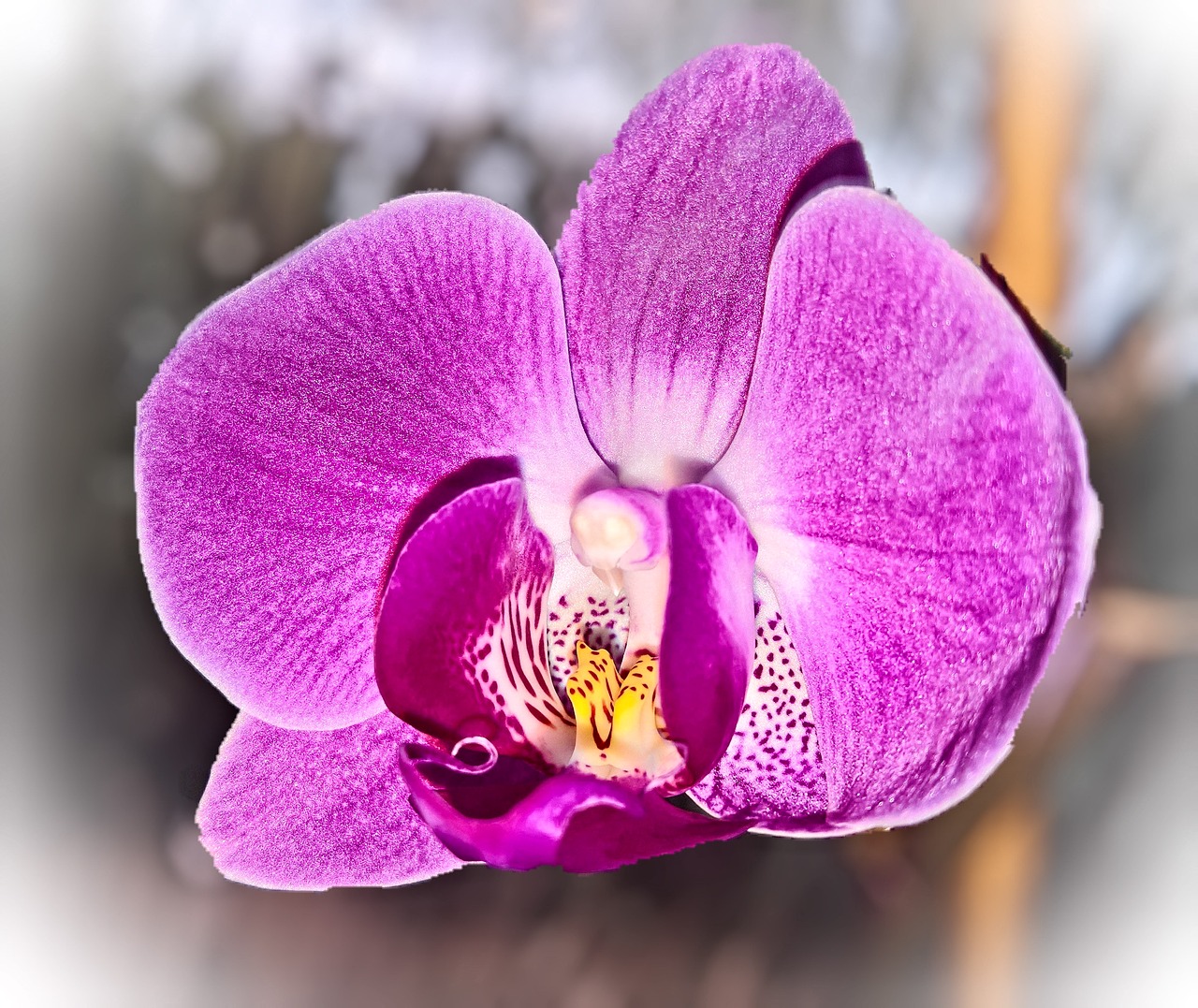 flower  orchid  tropical plant free photo