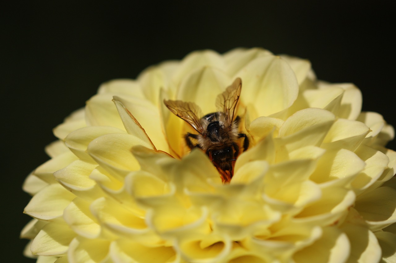 flower  summer  bee free photo