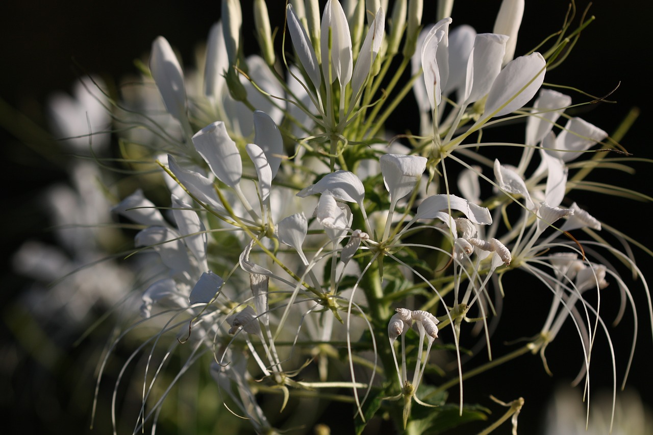 flower  summer  nature free photo