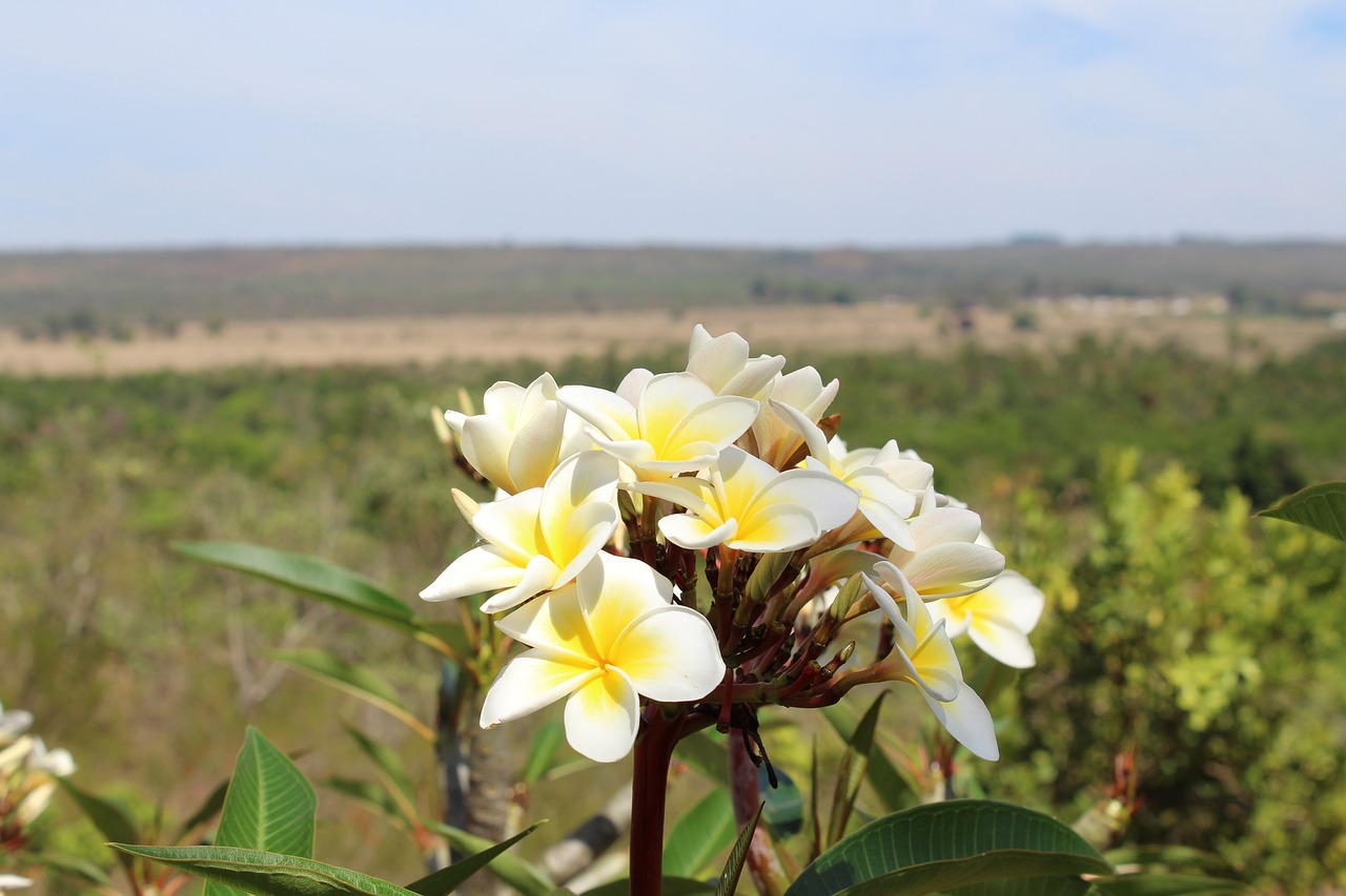 flower  horizon  nature free photo