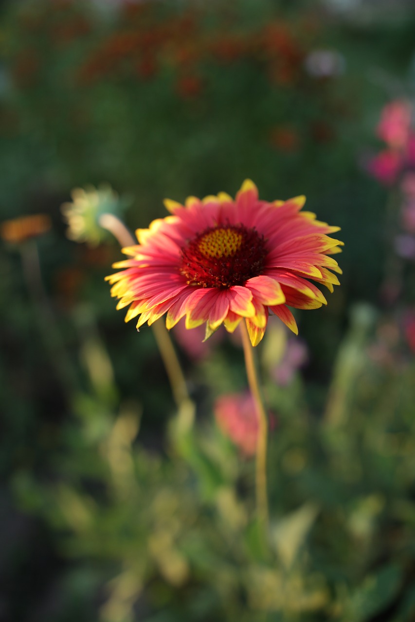 flower  daisy  garden free photo