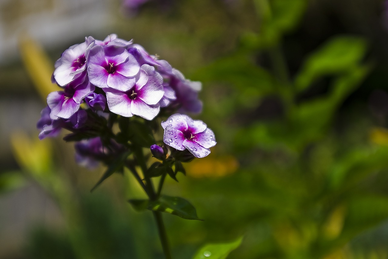 flower purple petal free photo