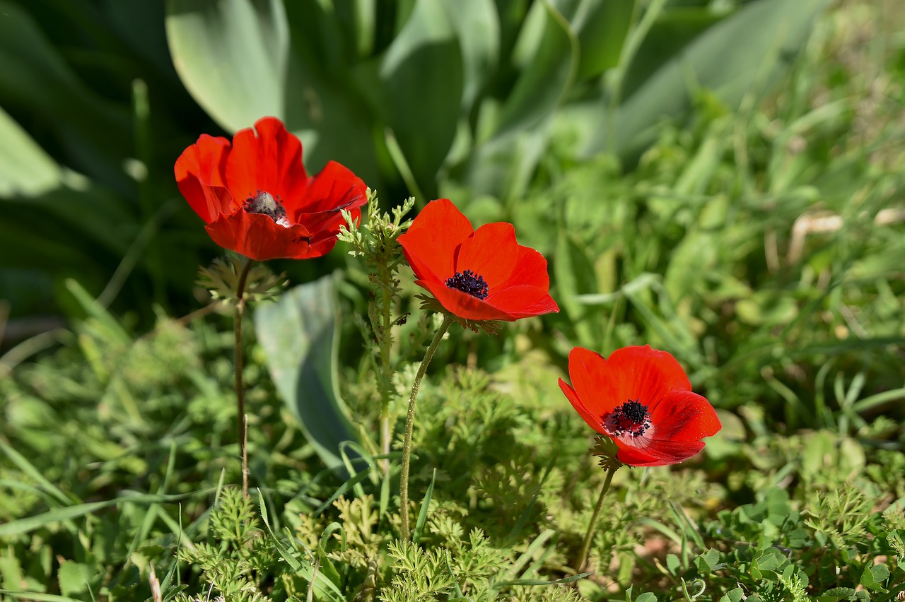 flower  nature  poppy free photo