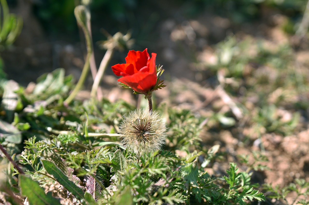 flower  nature  poppy free photo