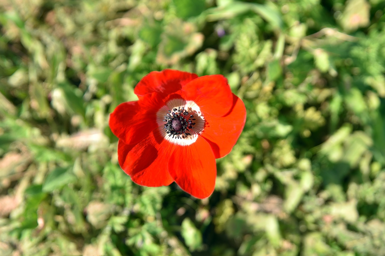 flower  nature  poppy free photo