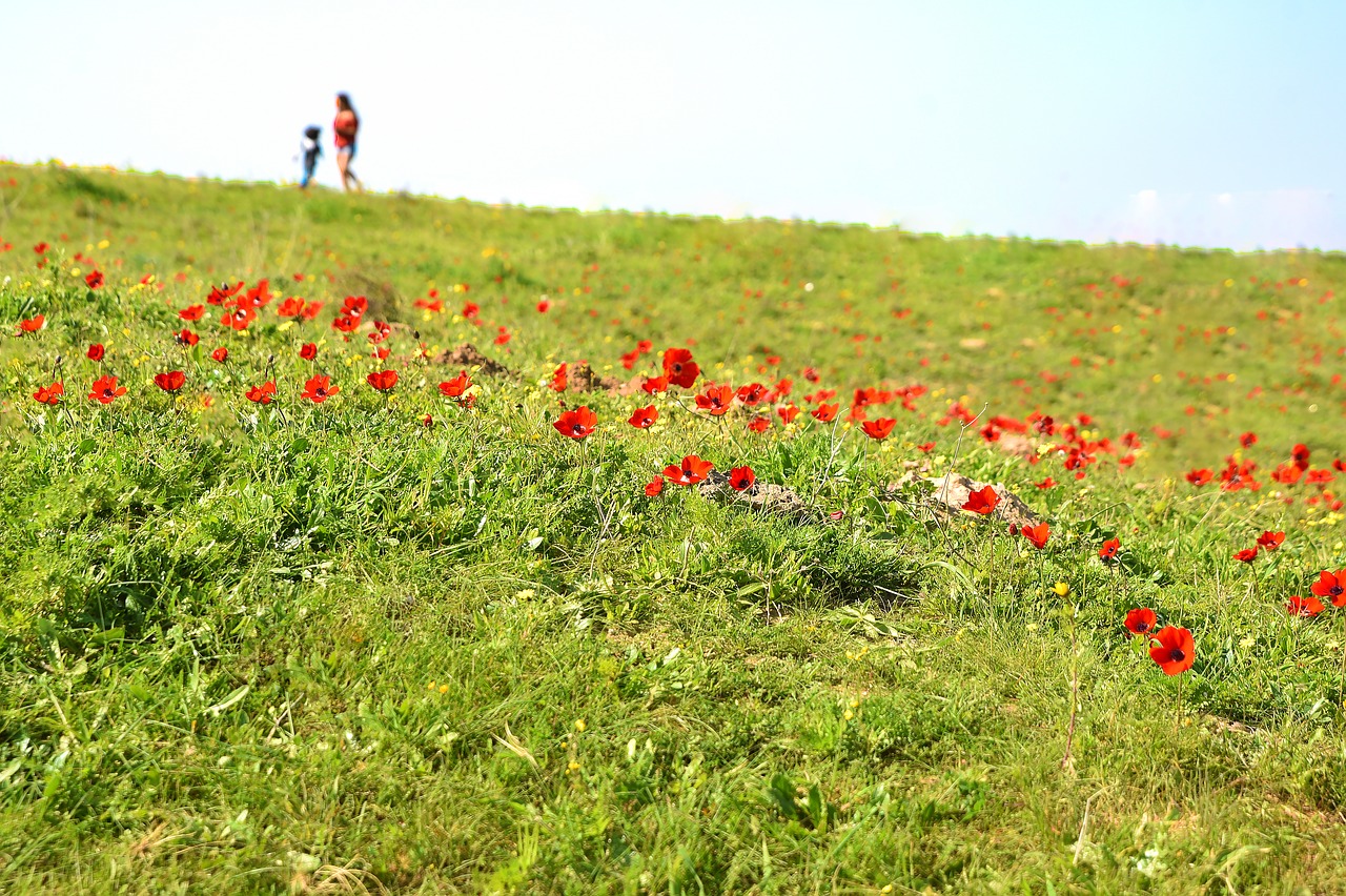 flower  nature  poppy free photo