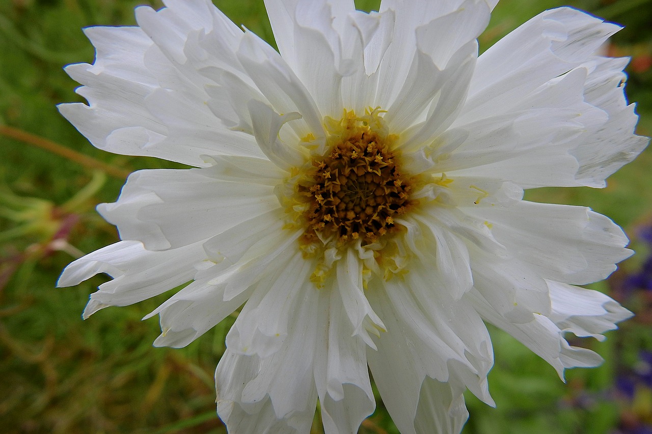 flower  white  nature free photo