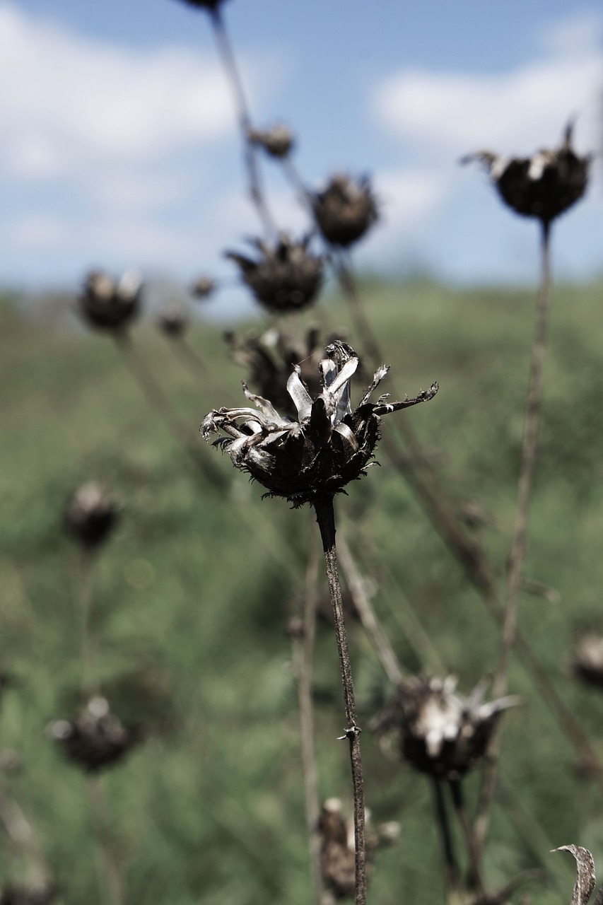 flower  plant  blossom free photo