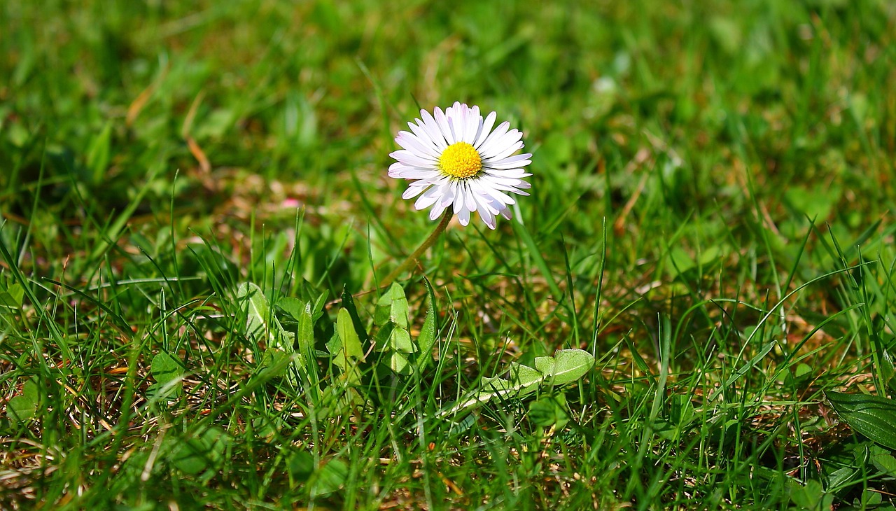 flower  daisy  nature free photo