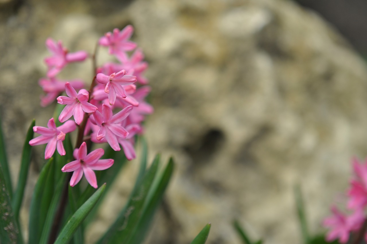 flower  pink  nature free photo