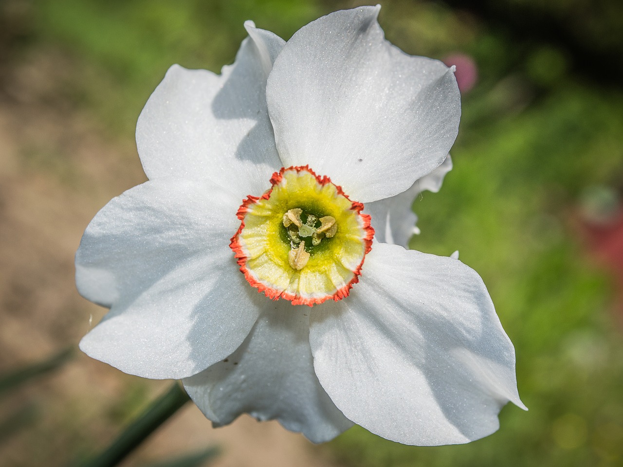 flower  daffodil  garden free photo